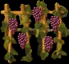 grape_vine.gif (7647 bytes)