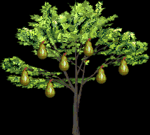 pear_tree.gif (3713 bytes)