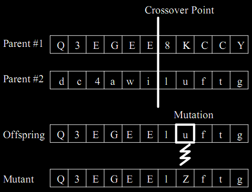 crossover & mutation