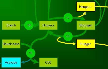 Degestive system